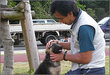 愛犬 しつけ訓練