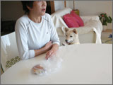犬 出張トレーニング