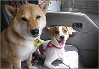 格安 愛犬の預かり