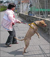 犬の飼い方・育て方