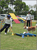 アジリティー教室 犬訓練